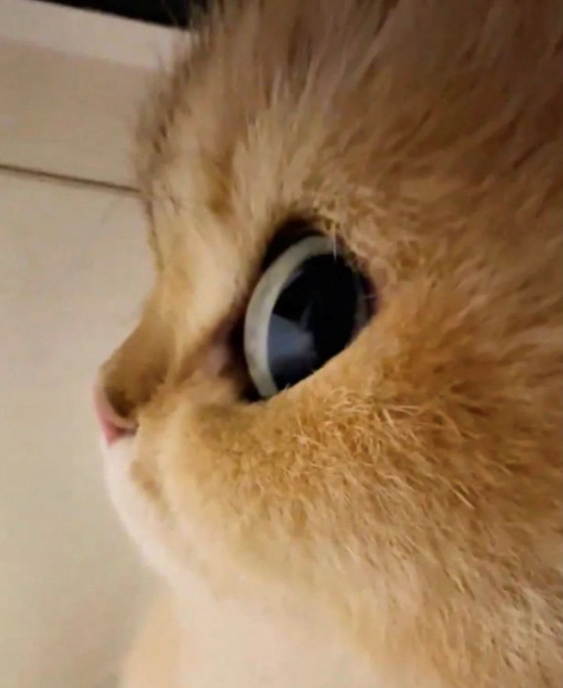 Cheezburger Image 10614181888