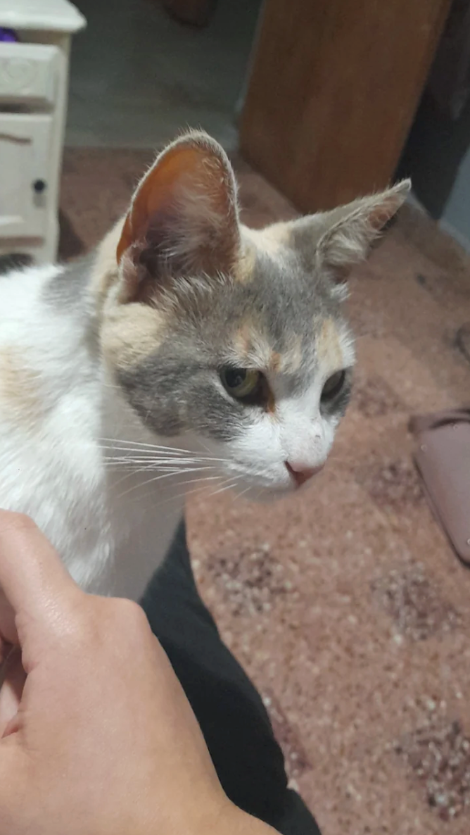 Cheezburger Image 10614182912