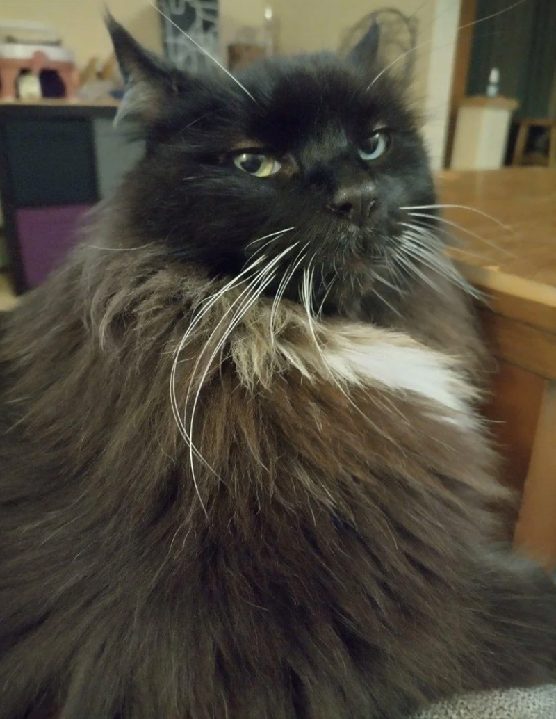 Cheezburger Image 10614189312