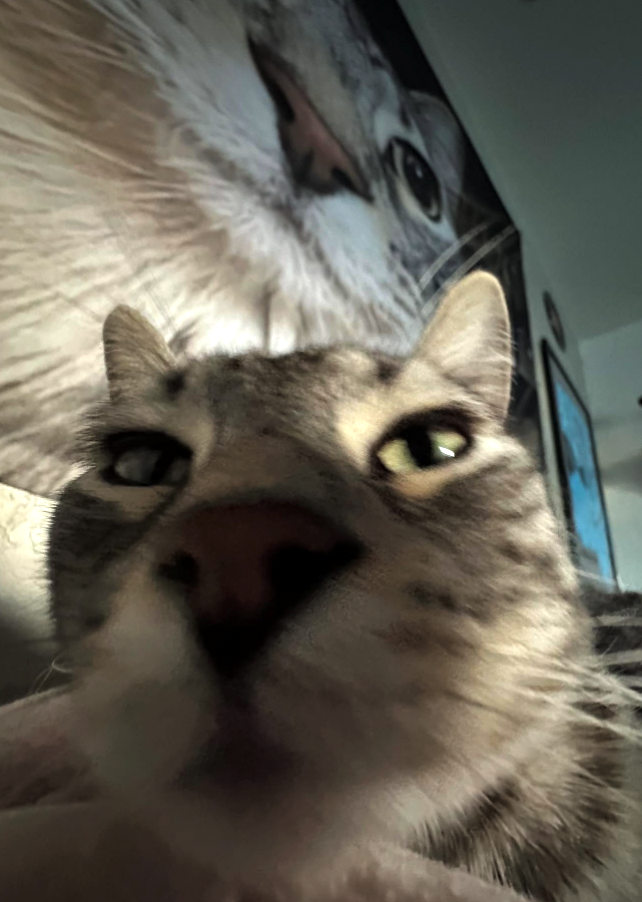 Cheezburger Image 10614189824