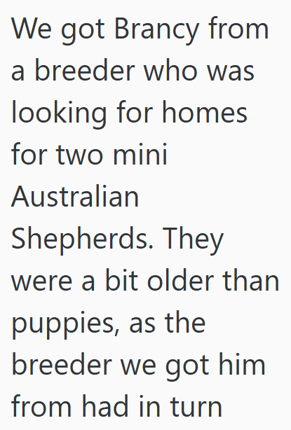 We got Brancy from a breeder who was looking for homes for two mini Australian Shepherds. They were a bit older than puppies, as the breeder we got him from had in turn