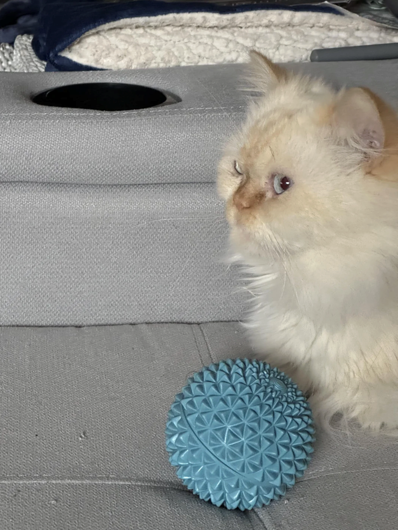 Cheezburger Image 10614192384