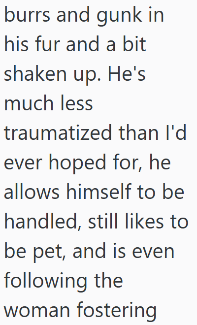 burrs and gunk in his fur and a bit shaken up. He's much less traumatized than I'd ever hoped for, he allows himself to be handled, still likes to be pet, and is even following the woman fostering