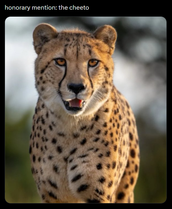 honorary mention: the cheeto