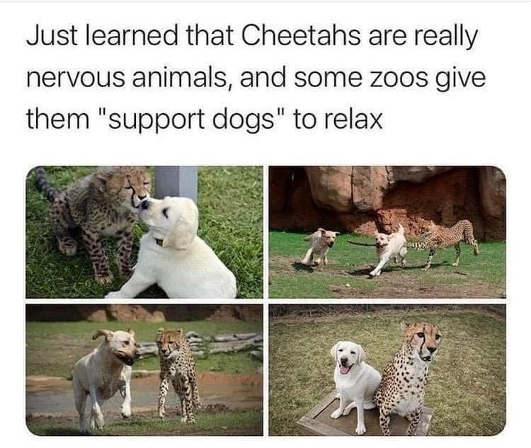Just learned that Cheetahs are really nervous animals, and some zoos give them "support dogs" to relax