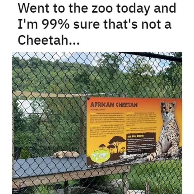 Went to the zoo today and I'm 99% sure that's not a Cheetah... AFRICAN CHEETAH Porores jo DID YOU KNOW!
