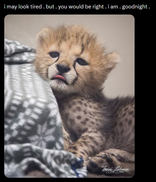 i may look tired. but you would be right. i am. goodnight. Todd Lohman PHOTOGRAPHY