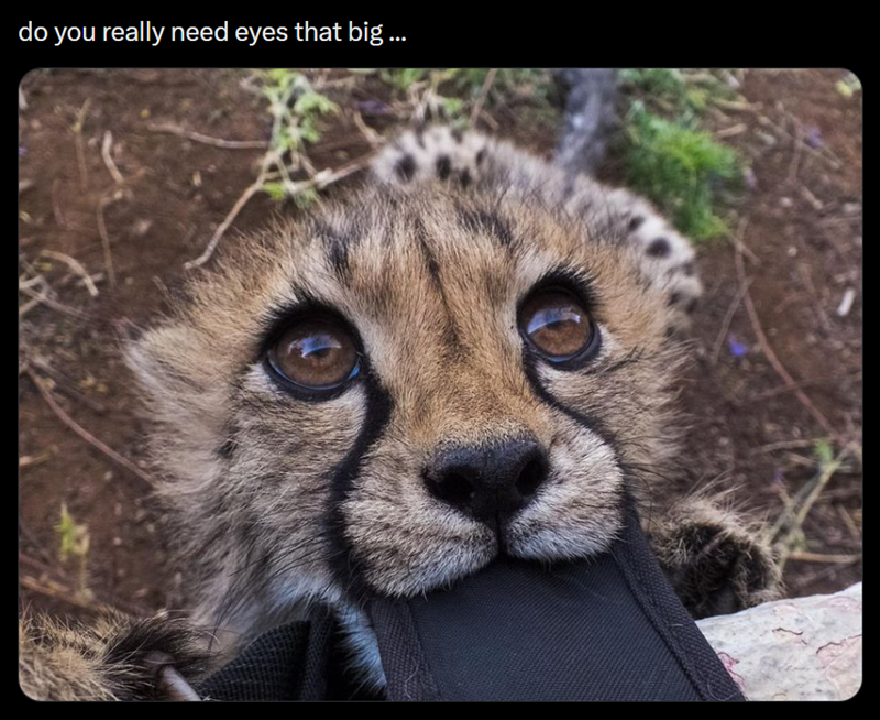 do you really need eyes that big ...