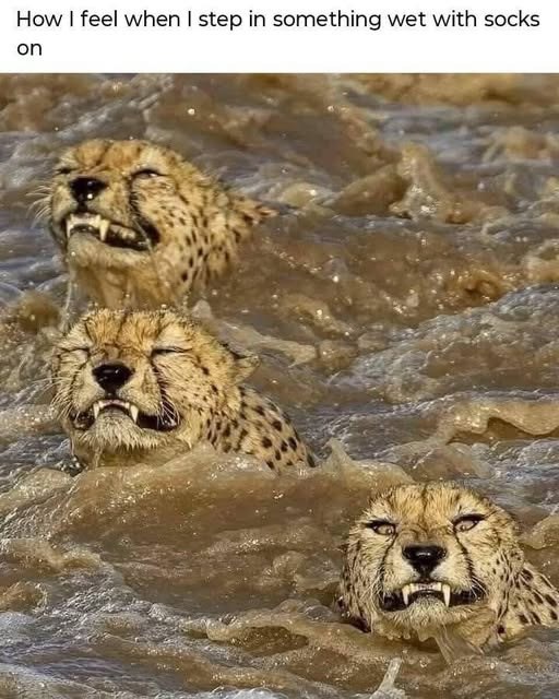 How I feel when I step in something wet with socks on