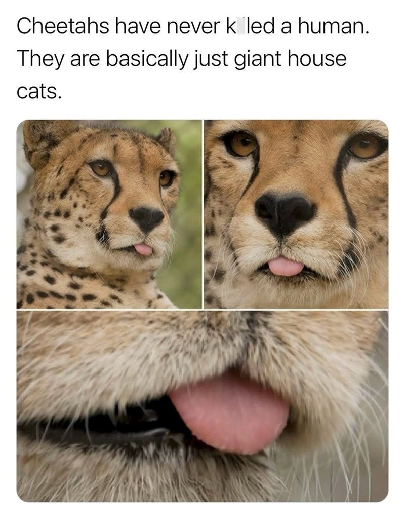 Cheetahs have never k led a human. They are basically just giant house cats.