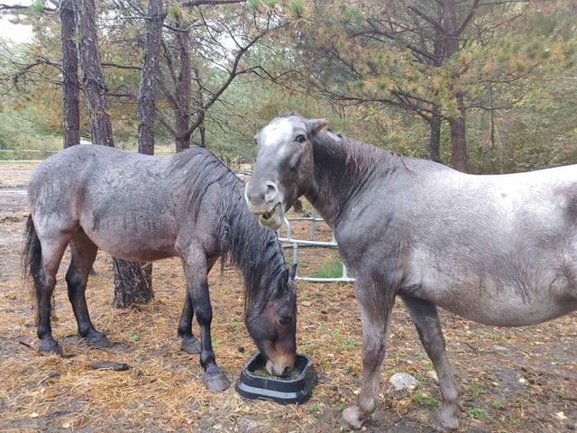 Cheezburger Image 10614212608