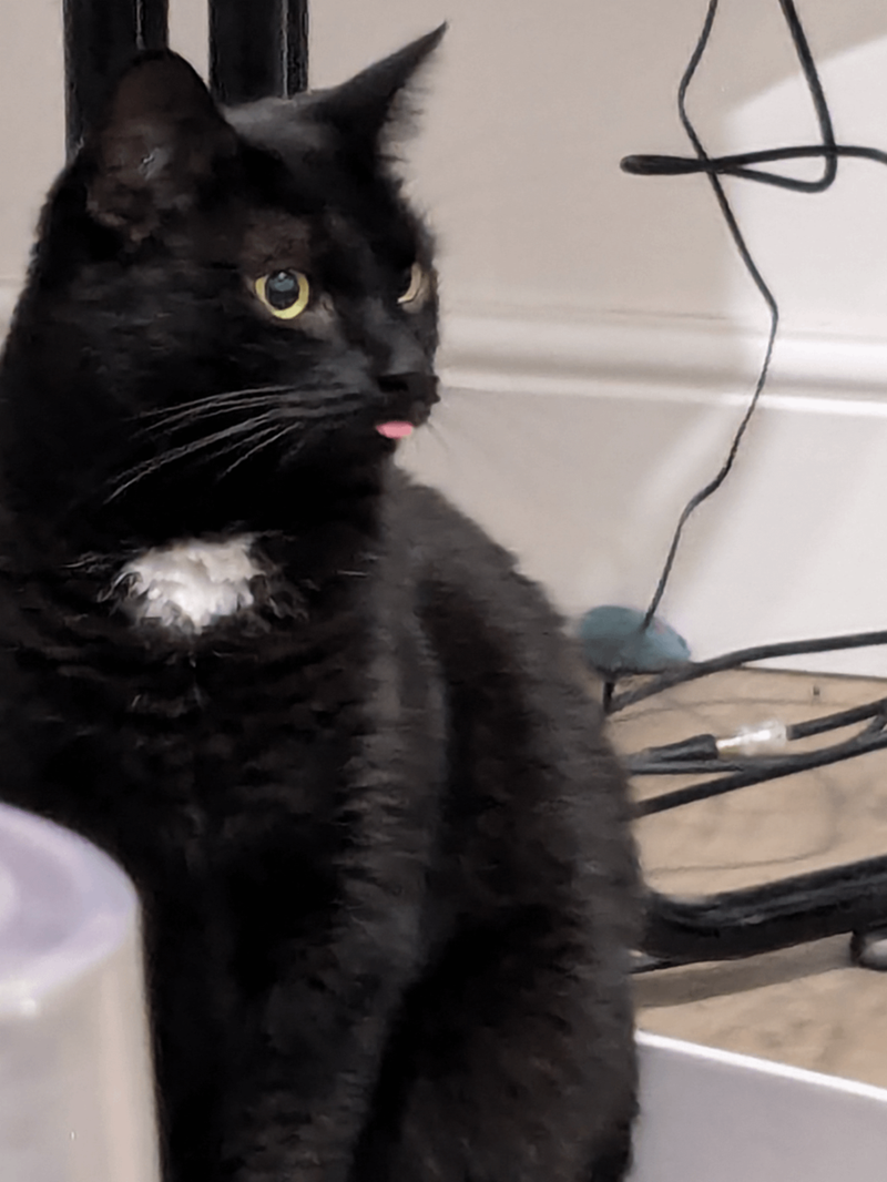 Cheezburger Image 10614213120