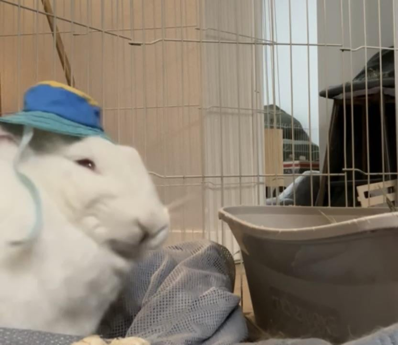 Cheezburger Image 10614213376