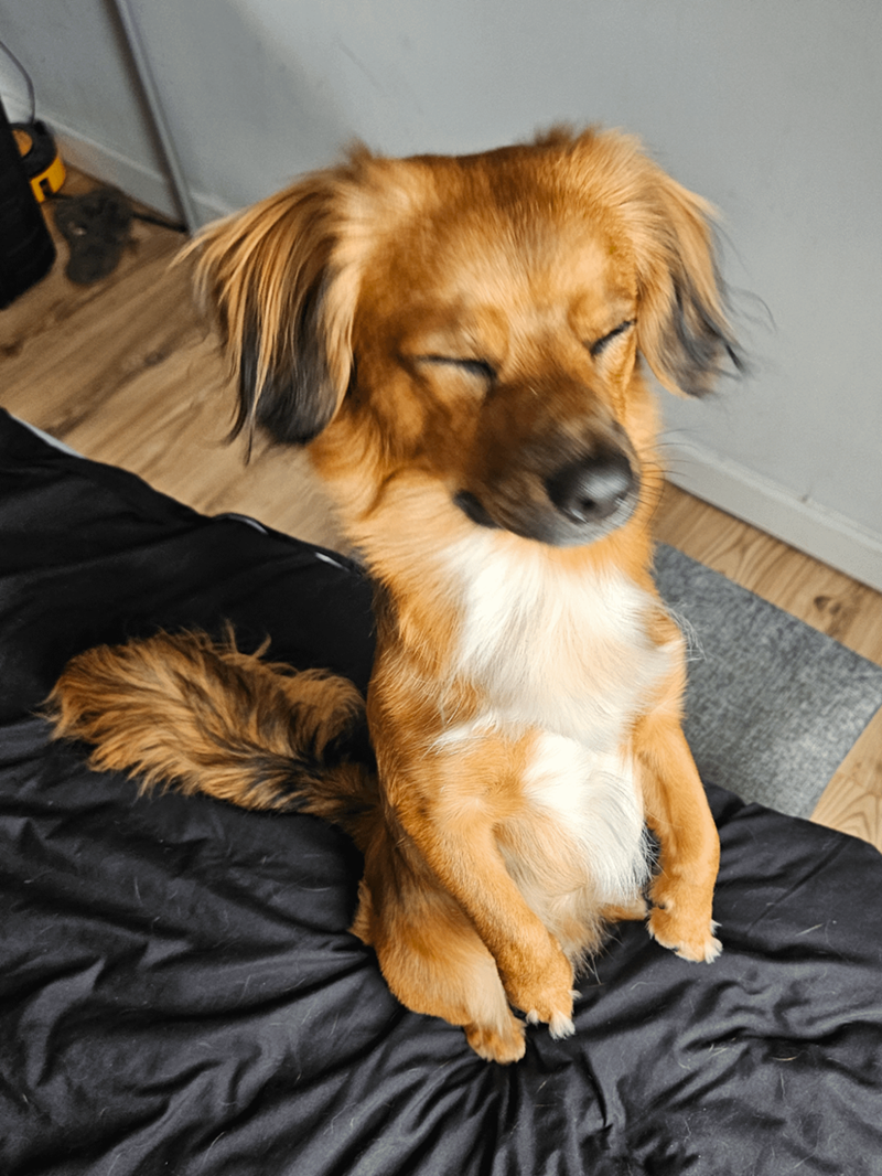 Cheezburger Image 10614213632