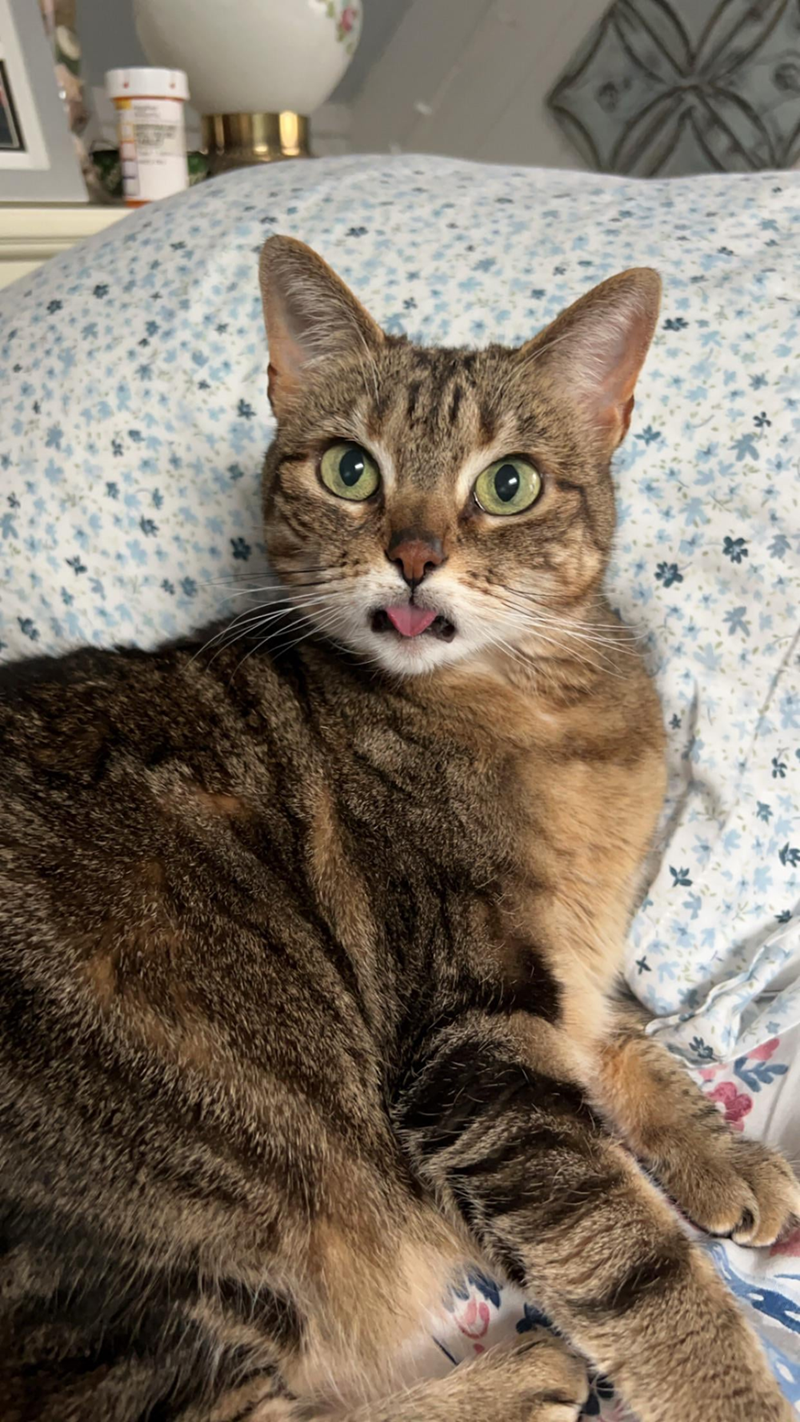 Cheezburger Image 10614214400