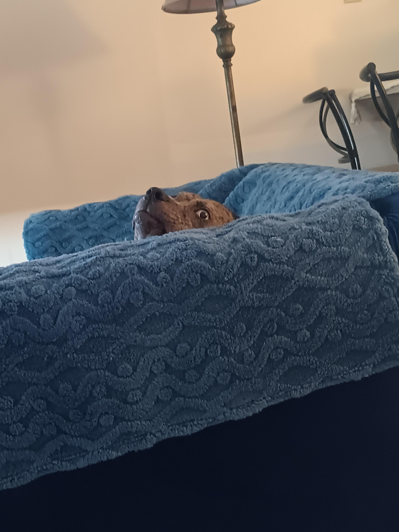 Cheezburger Image 10614215168