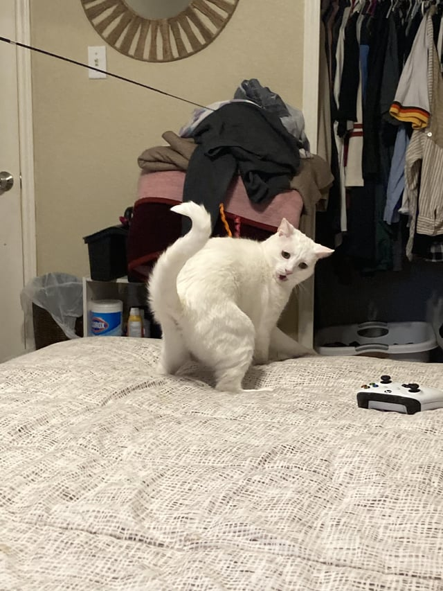 Cheezburger Image 10614215424