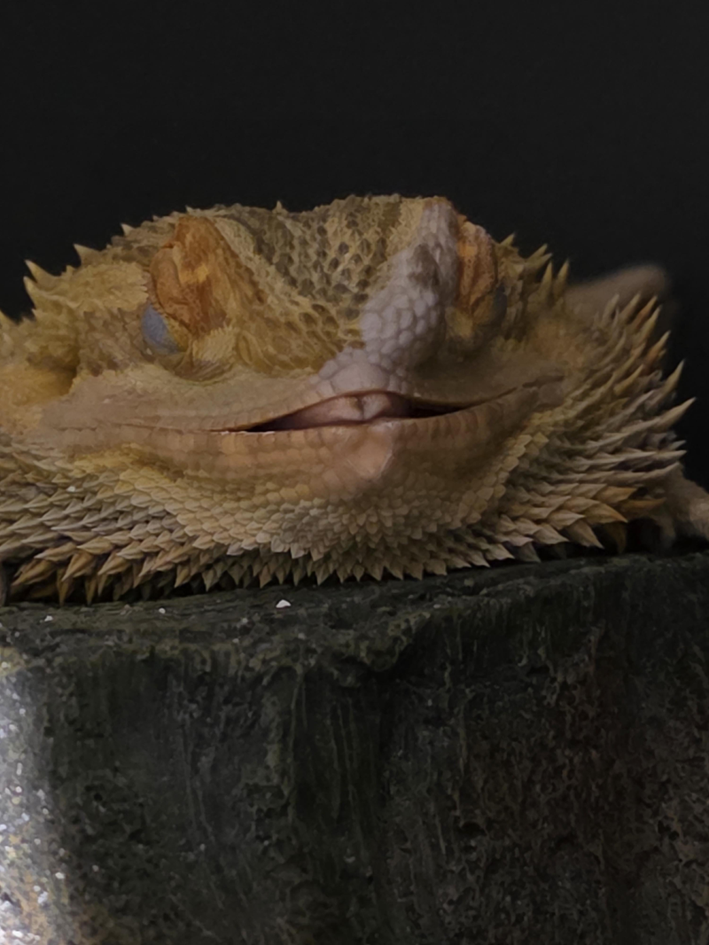 Cheezburger Image 10614215680