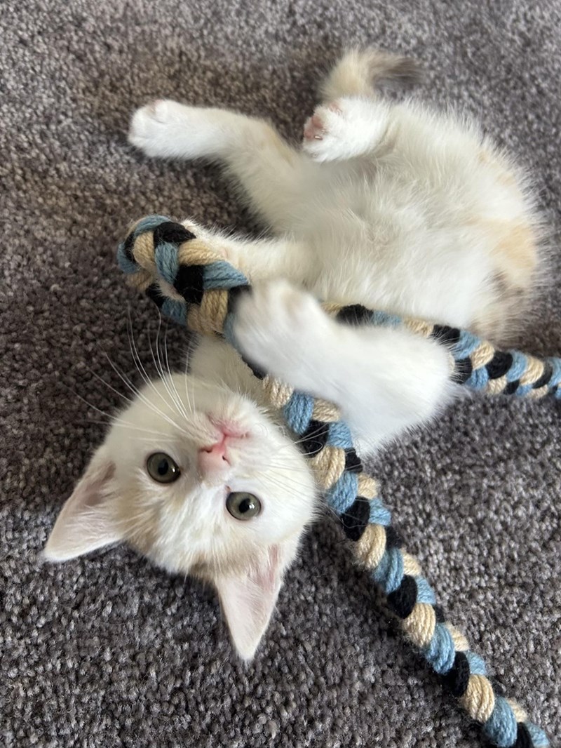 Cheezburger Image 10614216448