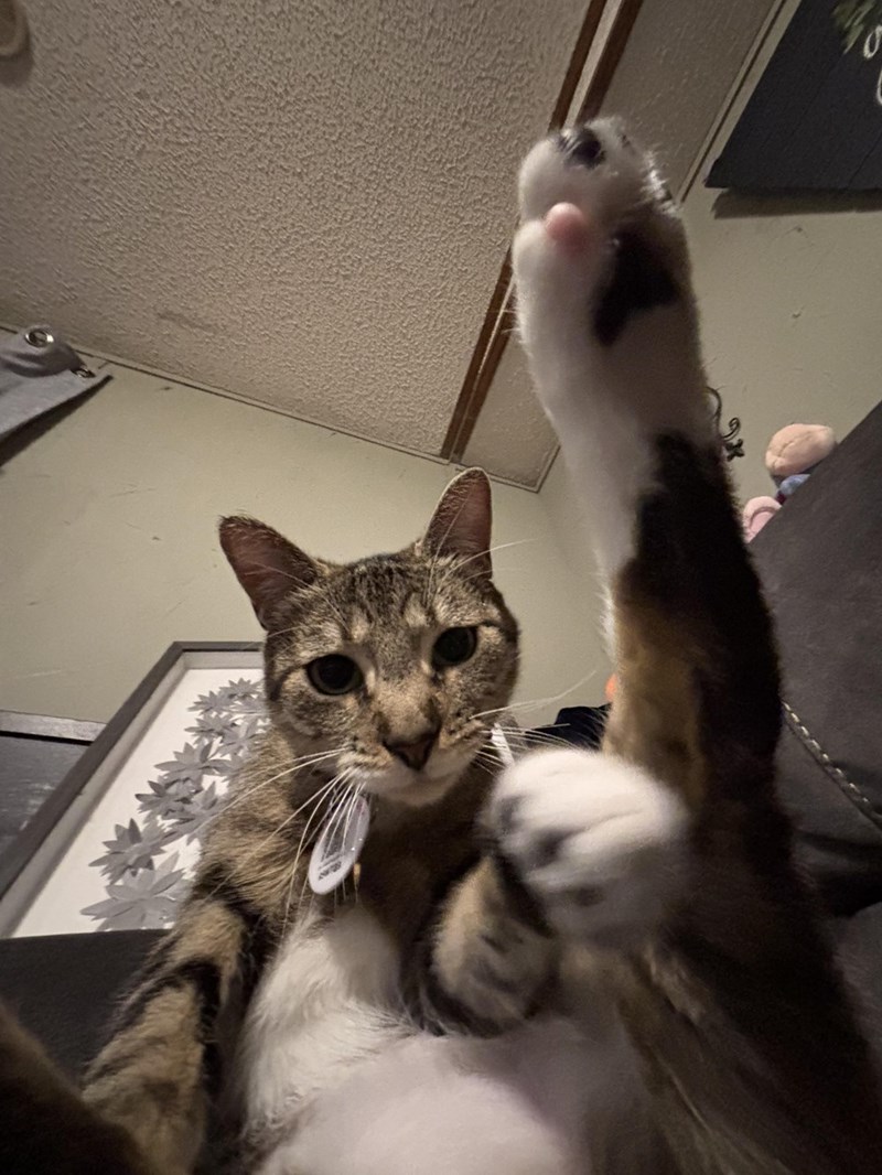 Cheezburger Image 10614216704