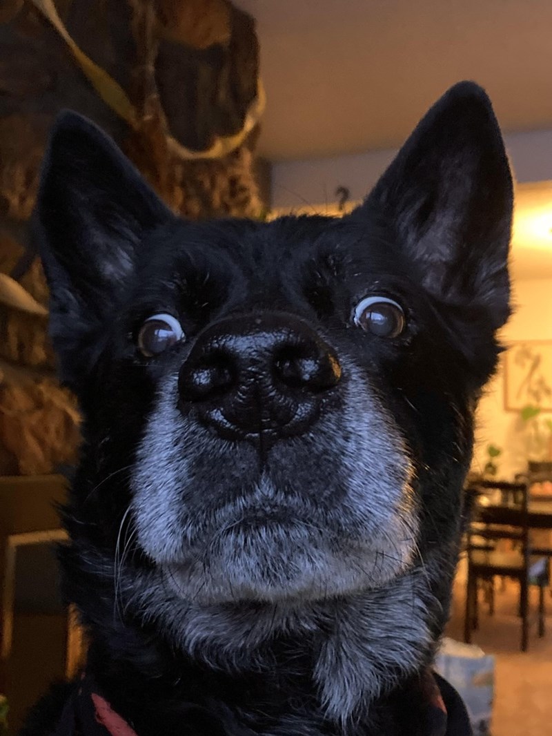 Cheezburger Image 10614217472