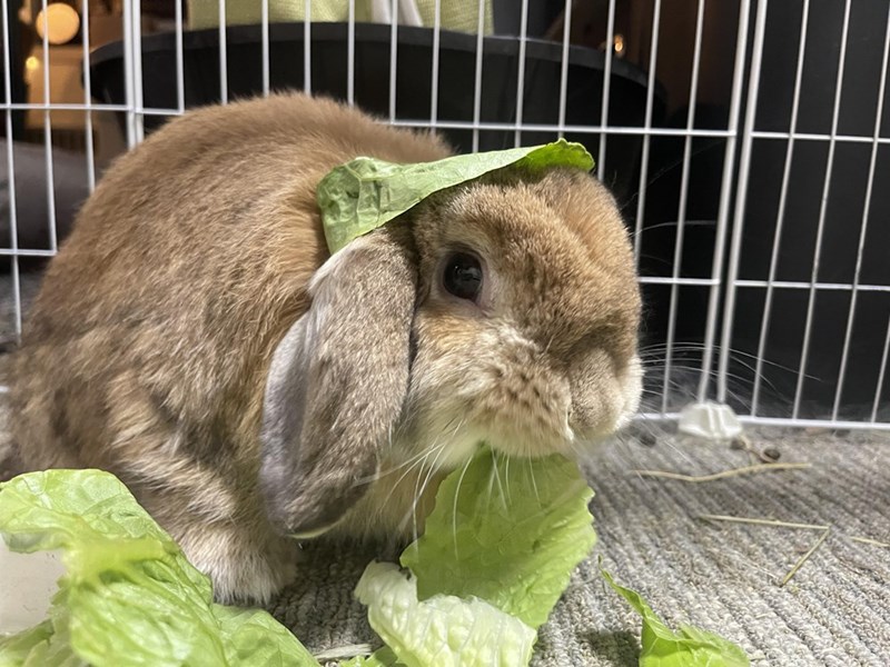 Cheezburger Image 10614217728