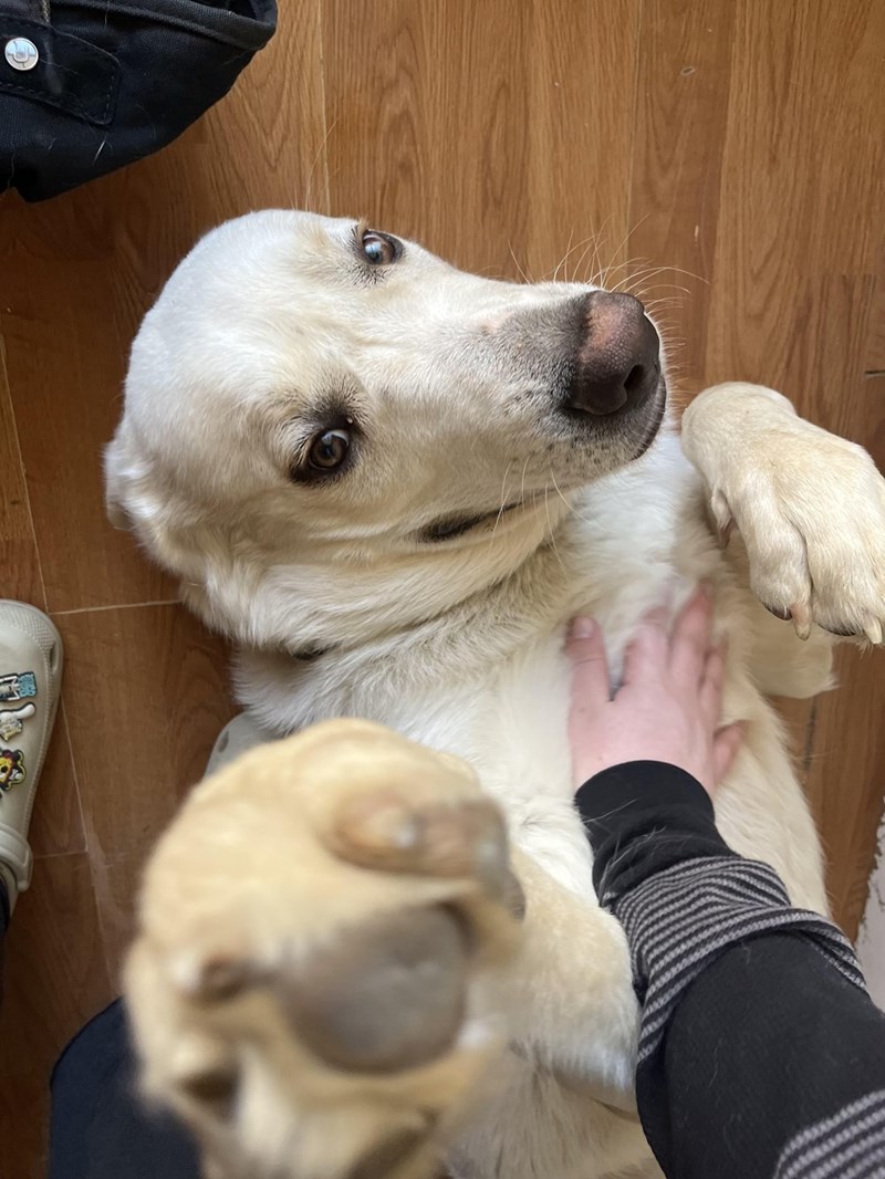 Cheezburger Image 10614217984