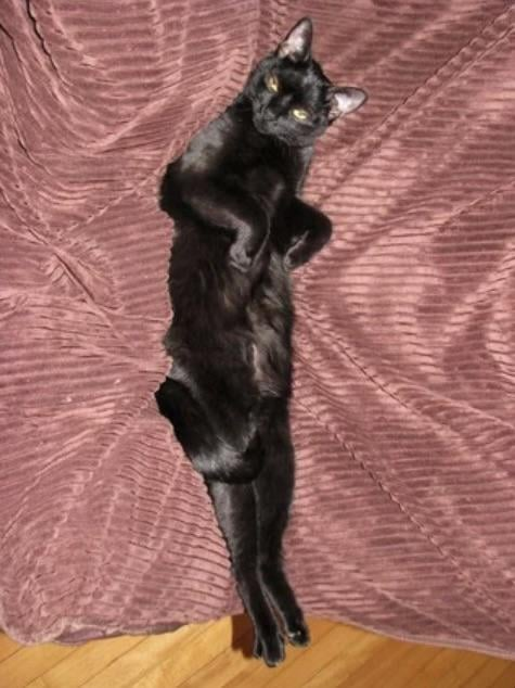 Cheezburger Image 10614226432