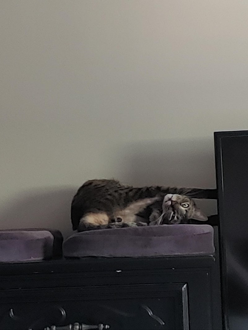 Cheezburger Image 10614234624