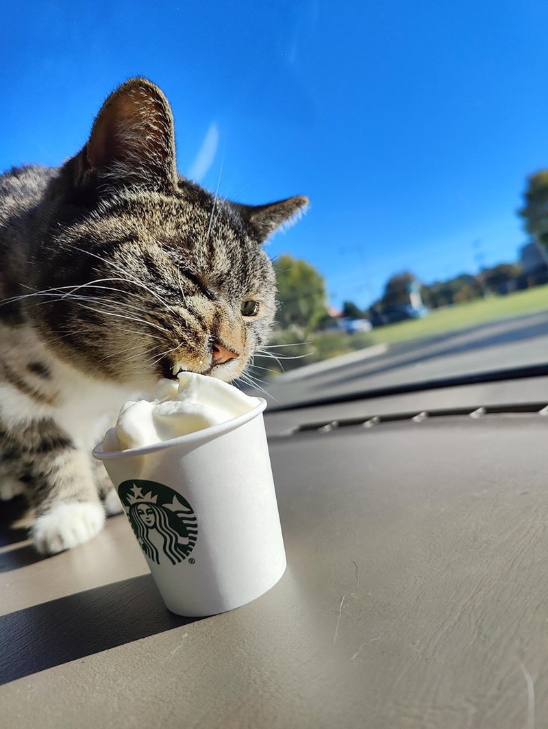 Cheezburger Image 10614235136