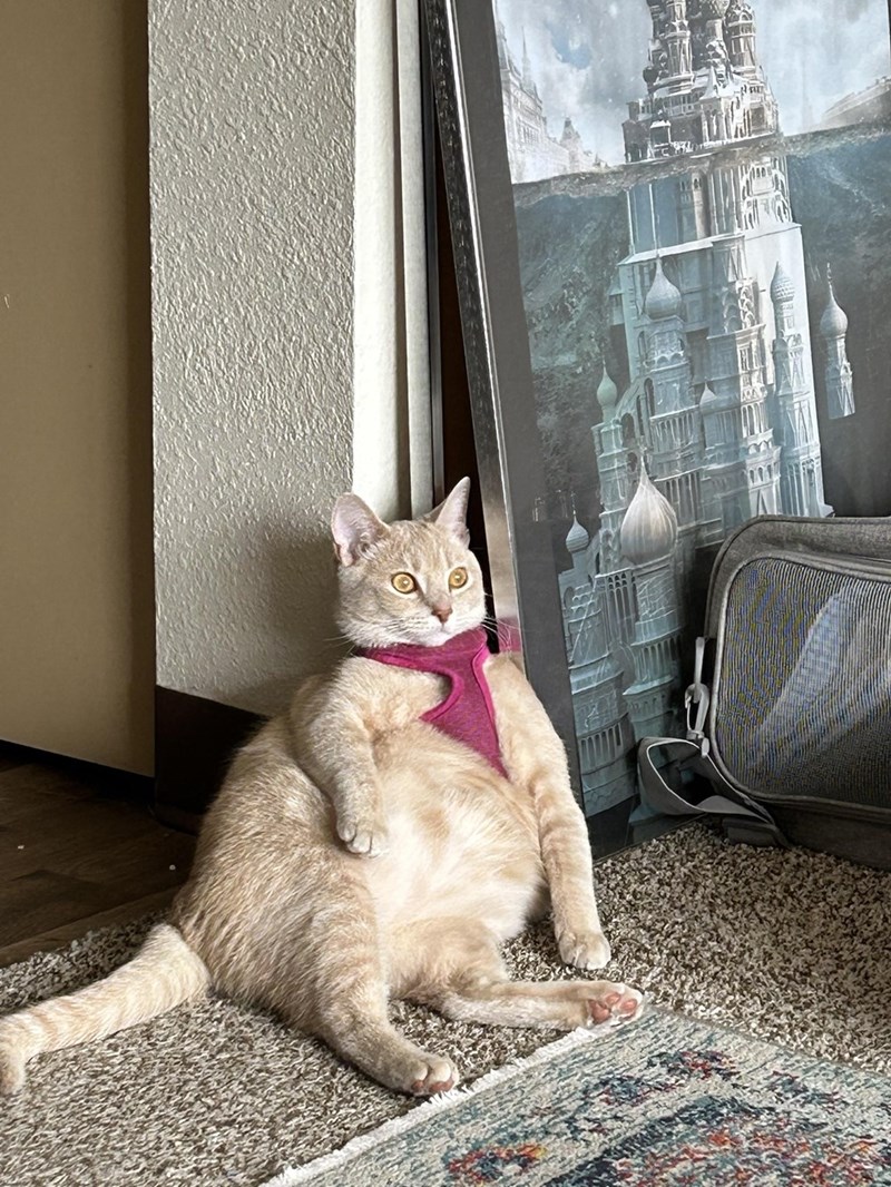 Cheezburger Image 10614235648