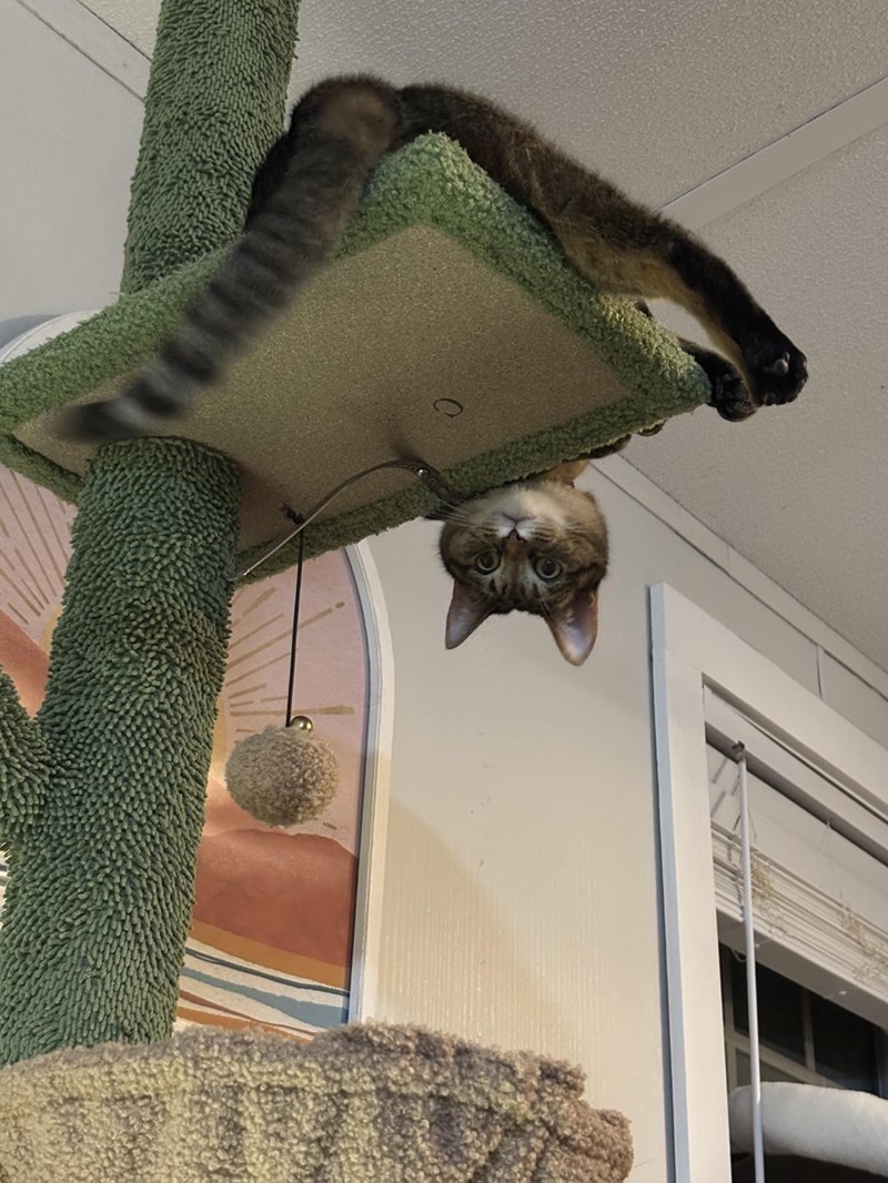 Cheezburger Image 10614236672