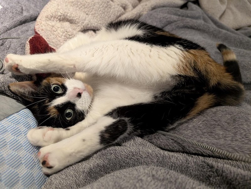 Cheezburger Image 10614236928