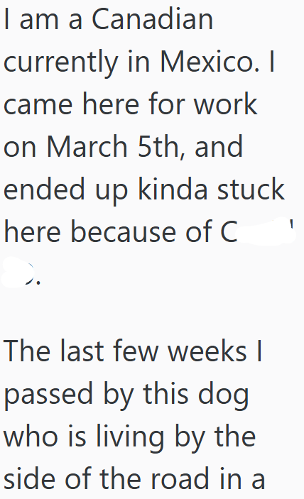 I am a Canadian currently in Mexico. I came here for work on March 5th, and ended up kinda stuck here because of C The last few weeks I passed by this dog who is living by the side of the road in a 1
