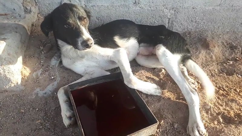 Cheezburger Image 10614241280