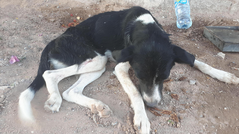 Cheezburger Image 10614241792