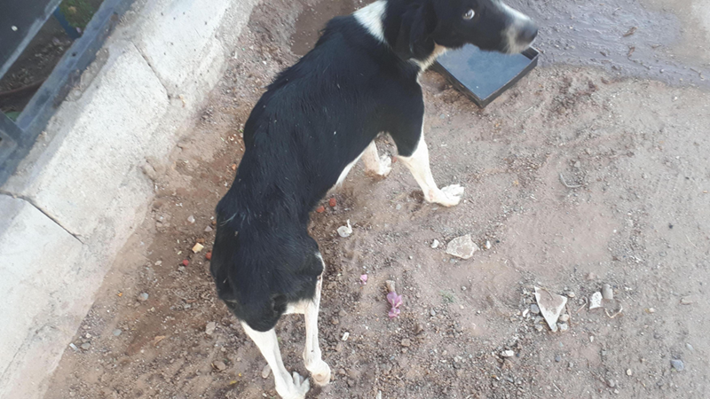 Cheezburger Image 10614242048