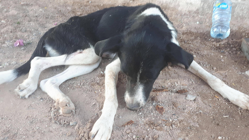 Cheezburger Image 10614242304