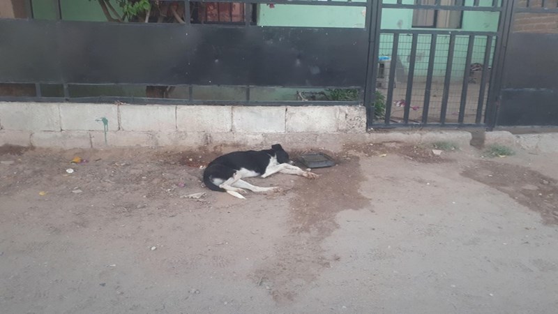 Cheezburger Image 10614244608