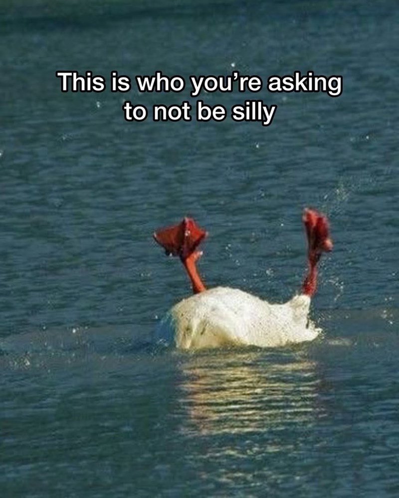 This is who you're asking to not be silly