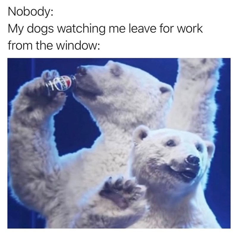 Nobody: My dogs watching me leave for work from the window: