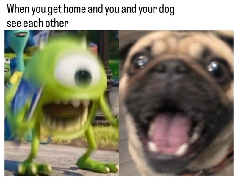 When you get home and you and your dog see each other