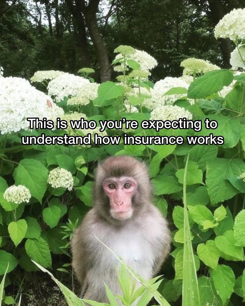 This is who you're expecting to understand how insurance works