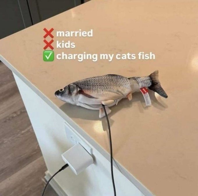 married kids charging my cats fish