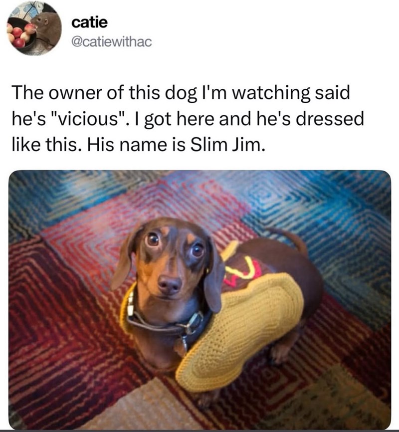 catie @catiewithac The owner of this dog I'm watching said he's "vicious". I got here and he's dressed like this. His name is Slim Jim.