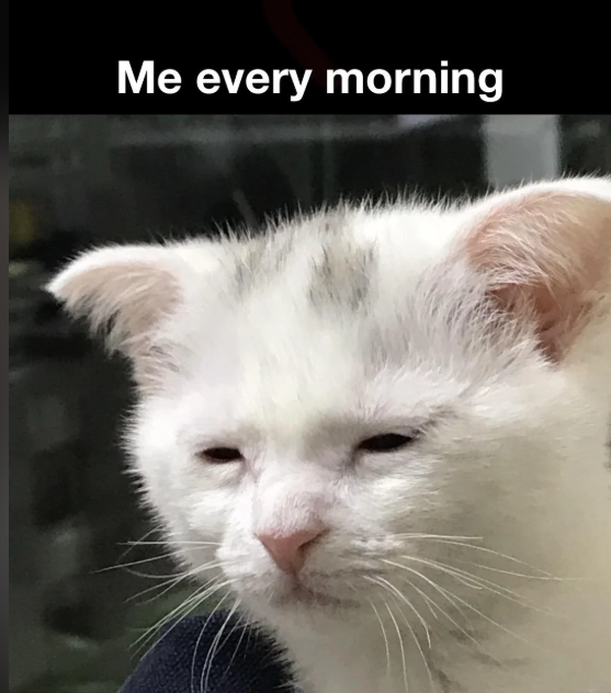 Me every morning