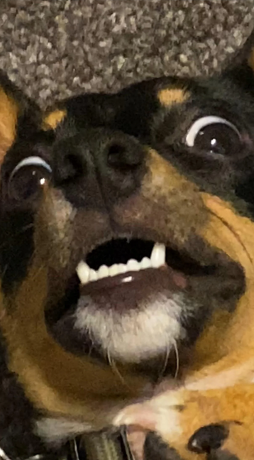 Cheezburger Image 10614255616