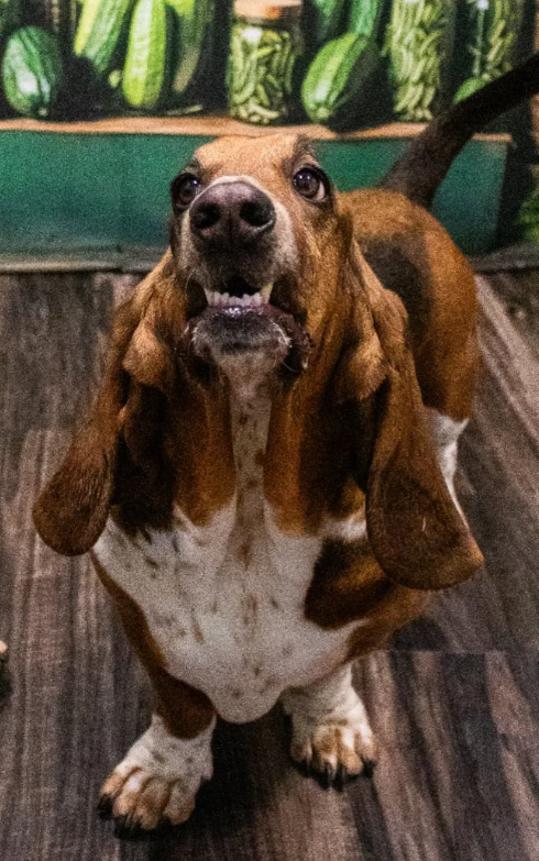 Cheezburger Image 10614256384