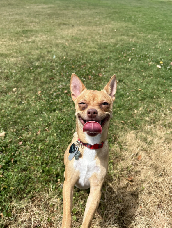 Cheezburger Image 10614257664