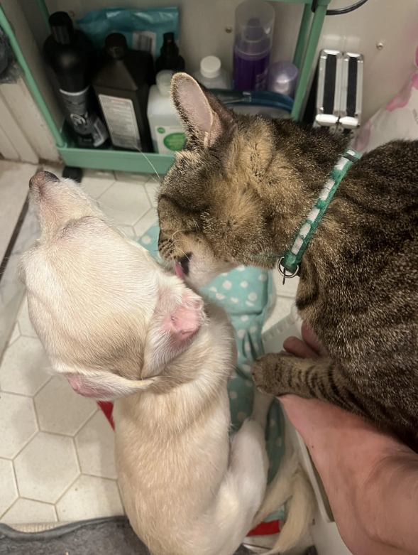 Cheezburger Image 10614258176